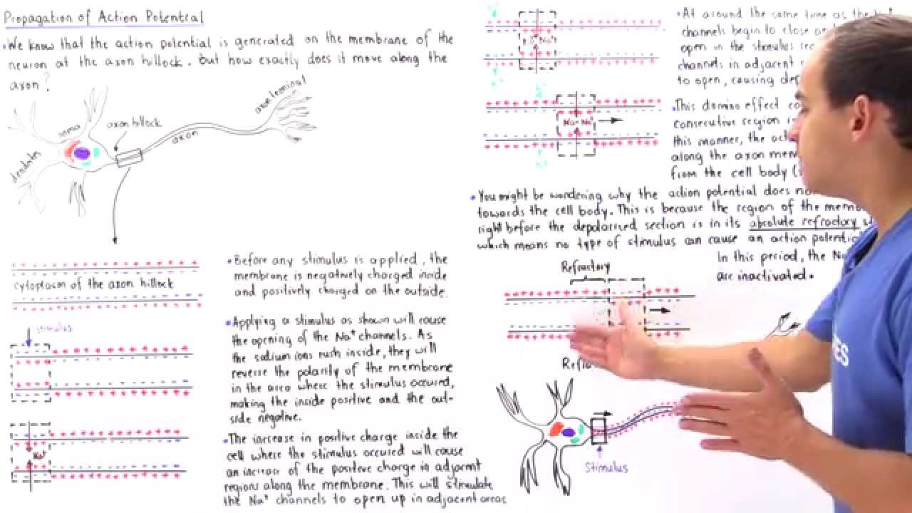 Propagation of Action Potential