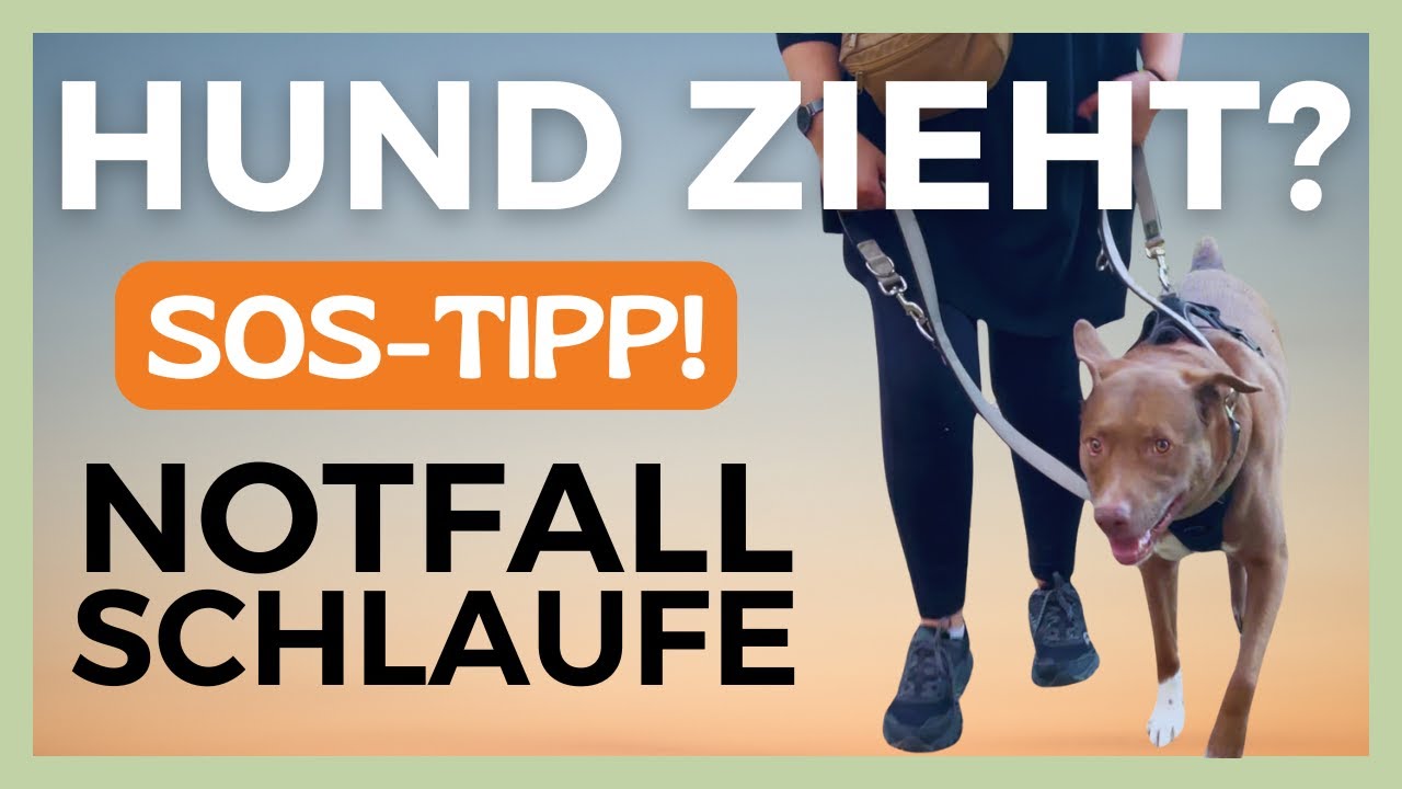 😮 EUER DURCHBRUCH: So wird die Hundeleine in stressigen Momenten wieder zur Verbindung!