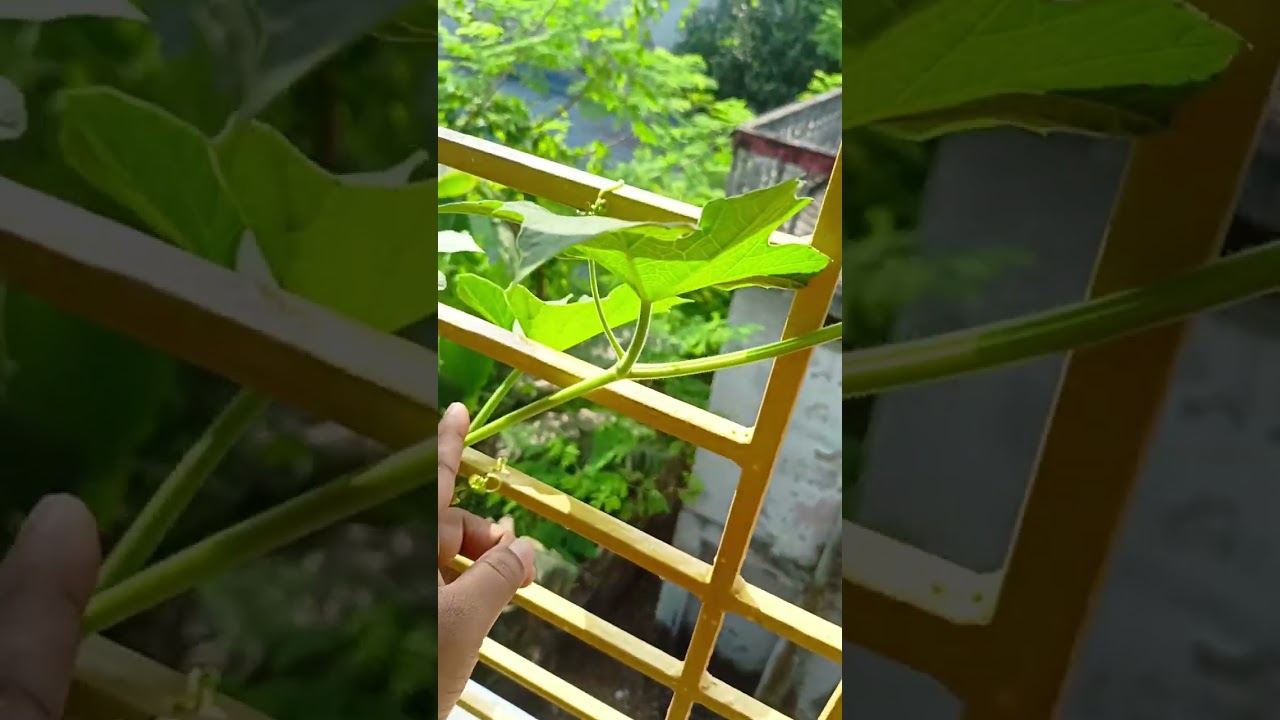 বেলকনি বাগানের লাউ গাছ চাষ পদ্ধতি#gardening#viral#video#@nipanipa9765