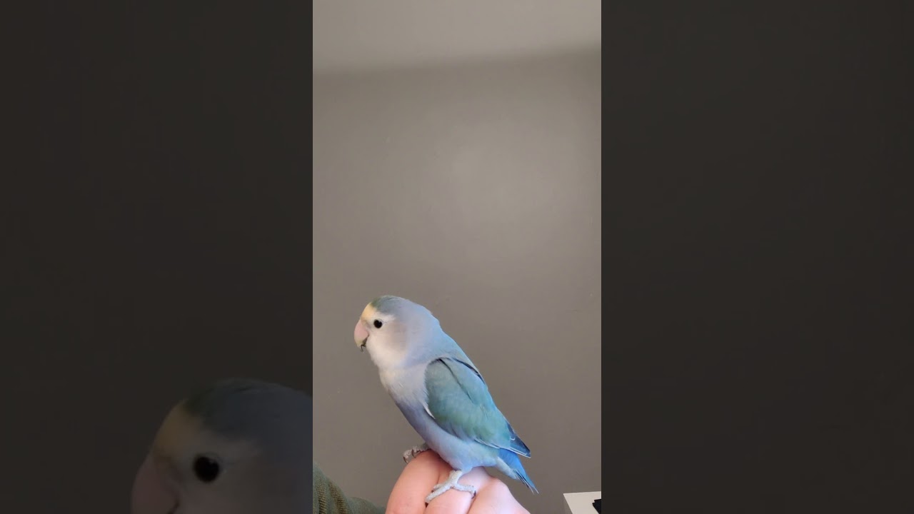 talking lovebird 