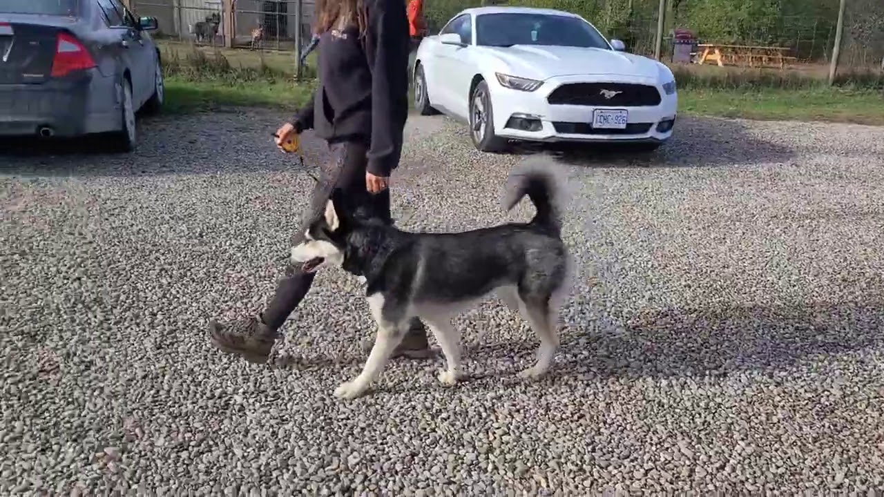 Training a Husky to HEEL