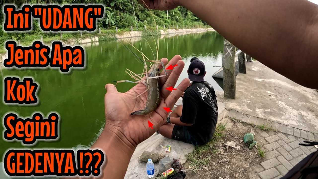 TRIP AWAL TAHUN ‼️ DAPAT JACKPOT UDANG MONSTER || Rangkuman live trip 2 Januari