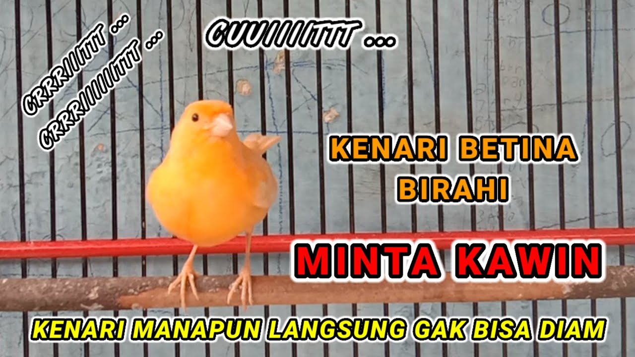 SUARA PANCINGAN KENARI BETINA BIRAHI MINTA KAWIN - 100% ampuh pancingan kenari macet bunyi