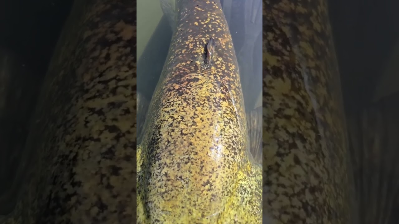 Katta laqqa baliq!  #fishing #балык #baliqovi #балык #carpfishing #carp #laqqa #baliq #baliqlar