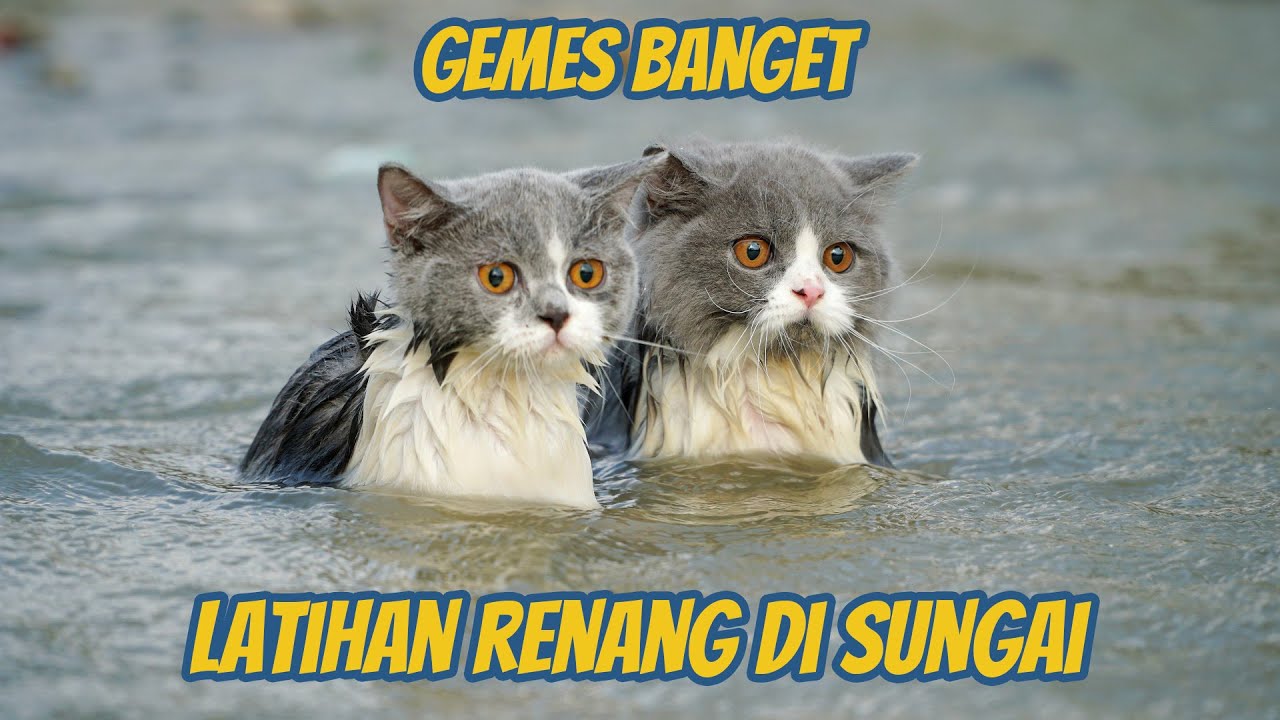 ANAK KUCING BRITISH LATIHAN RENANG DI SUNGAI
