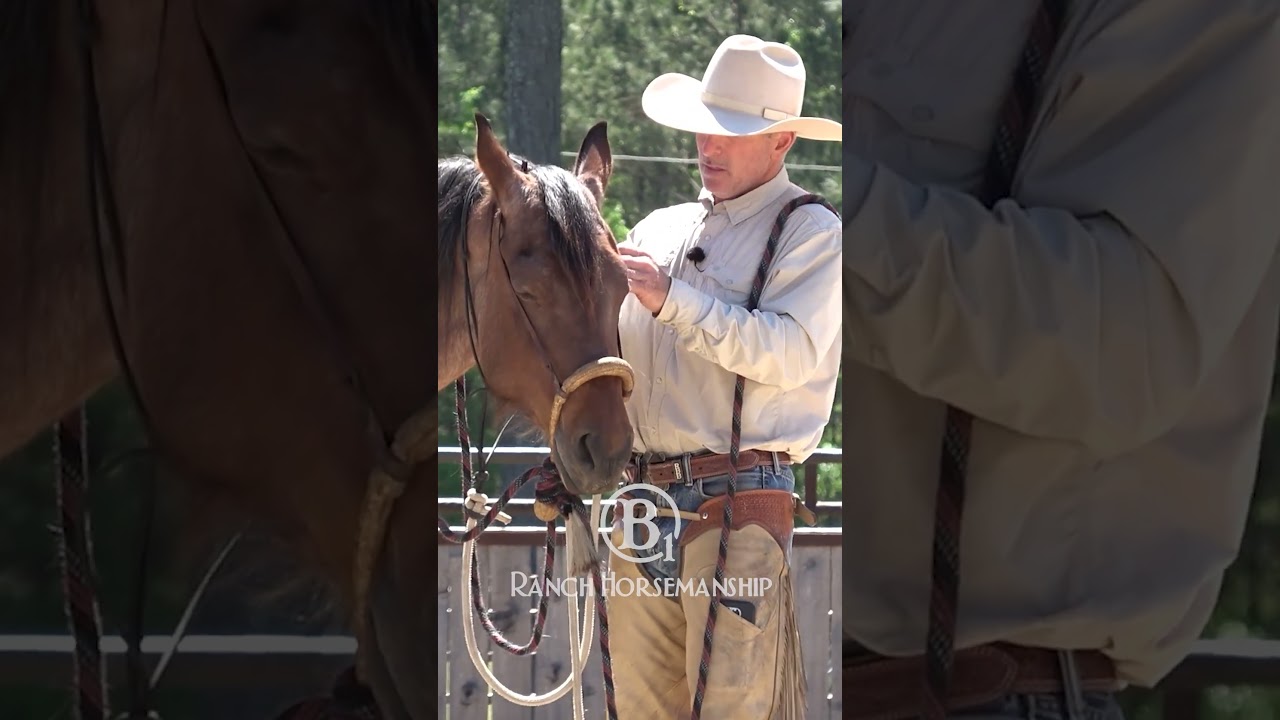 Here's how to adjust a hackamore.