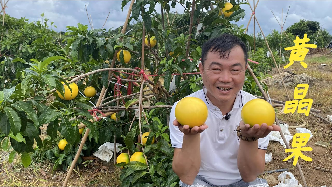 【老林赶野】老林種的新品種水果，小苗種下八九個月開始掛果，回報最快的水果