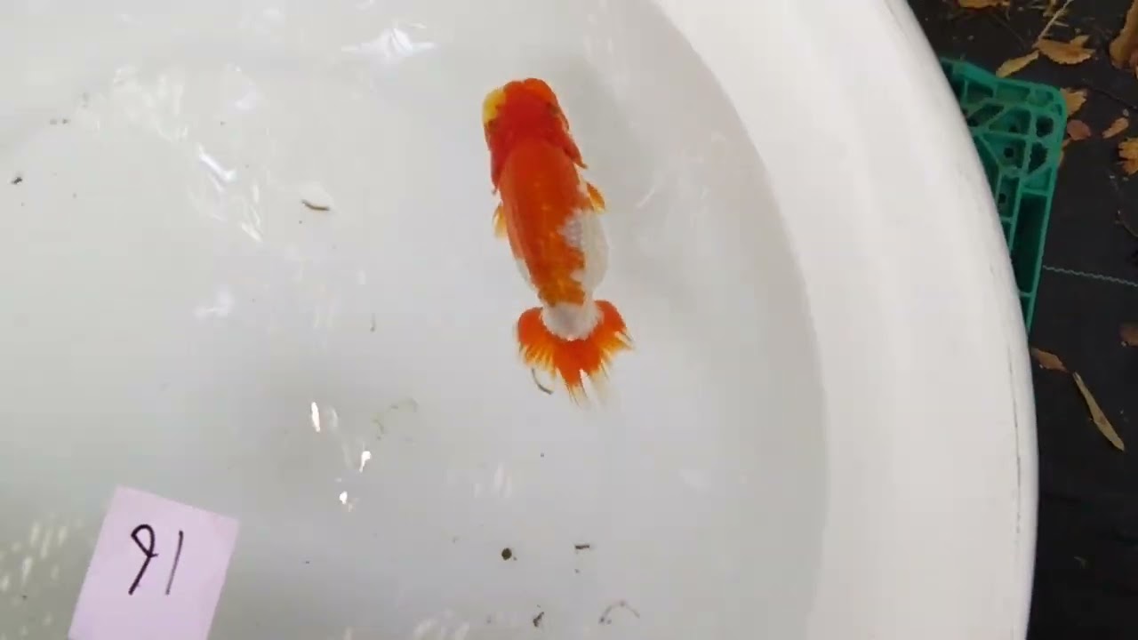 浜松錦友会の研究会が二橋養魚場で開催されました！♯207