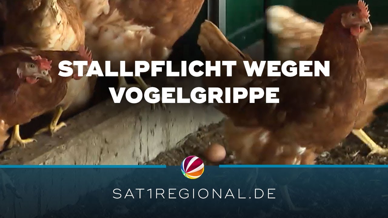 Vogelgrippe im Norden: Stallpflicht in Kreisen Schleswig-Holsteins
