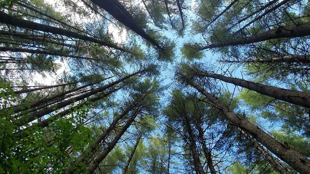 Zen Moment Forest Sky View & Bird Sounds for Meditation