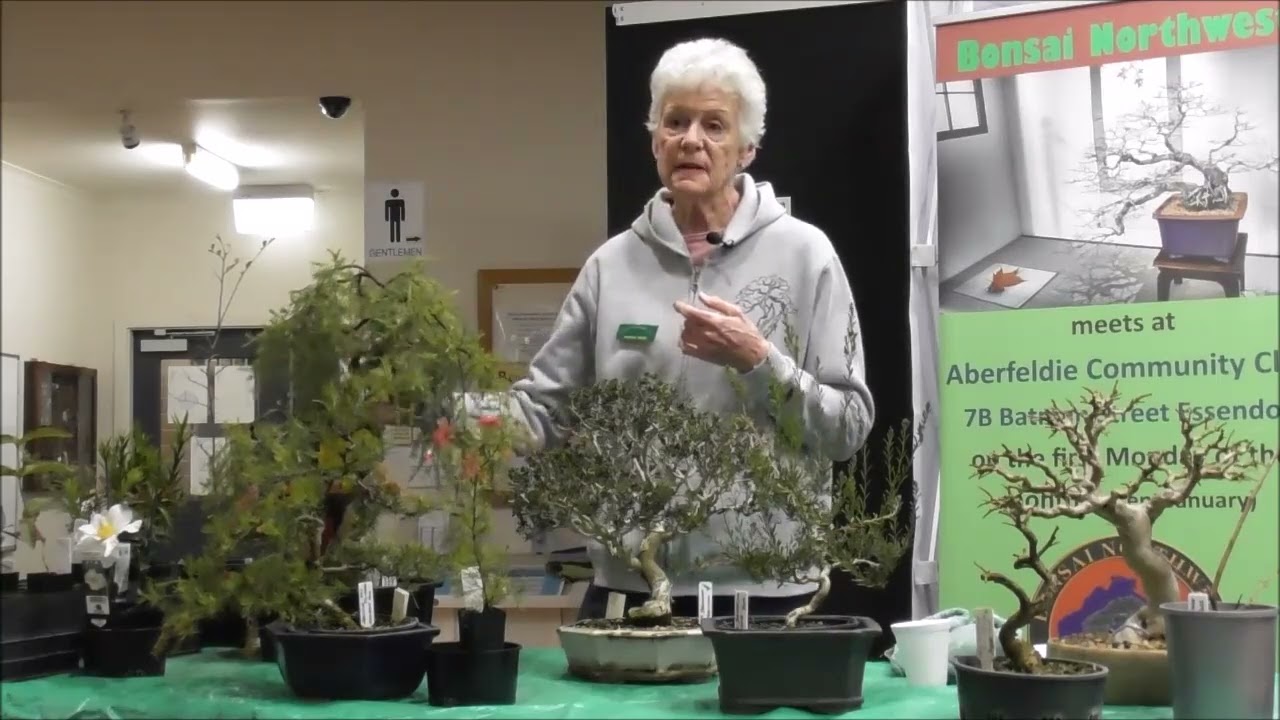 Bonsai Northwest Melbourne July 2022 Demonstration Annalea Smith Create Bonsai from young stock