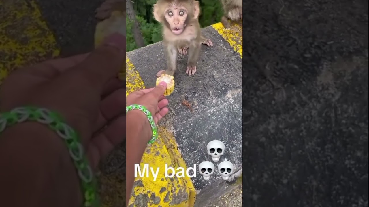 No I don't want corn :( #monkey #funny #cute #comedy #pets