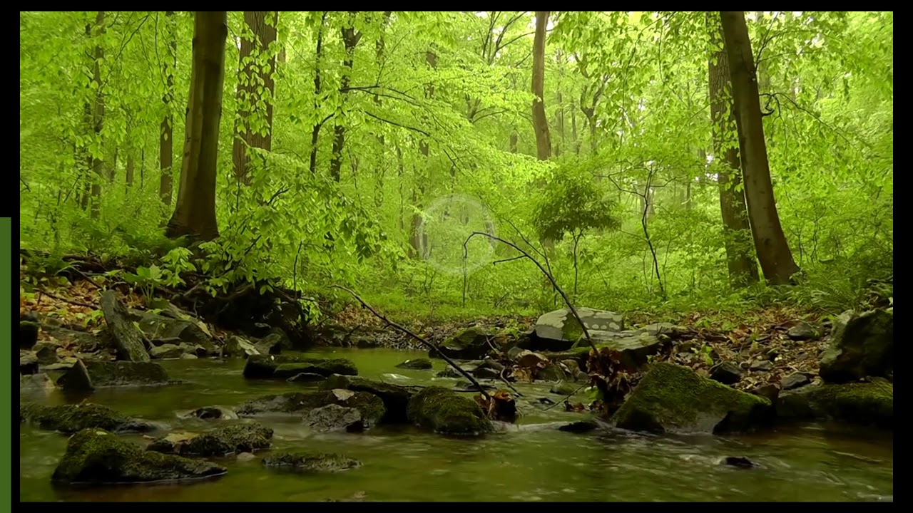 Cohérence cardiaque - Forêt et ruisseau