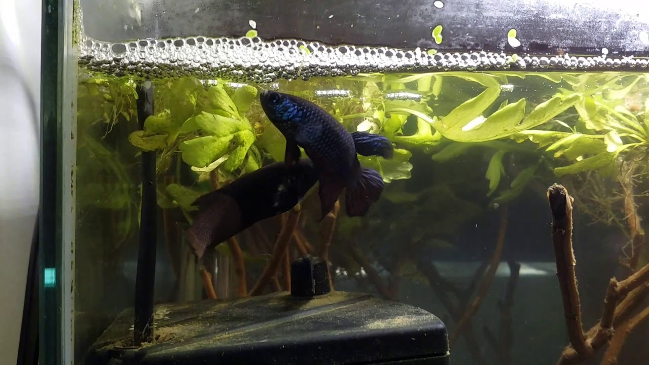 Betta Smaragdina breeding / reproduction