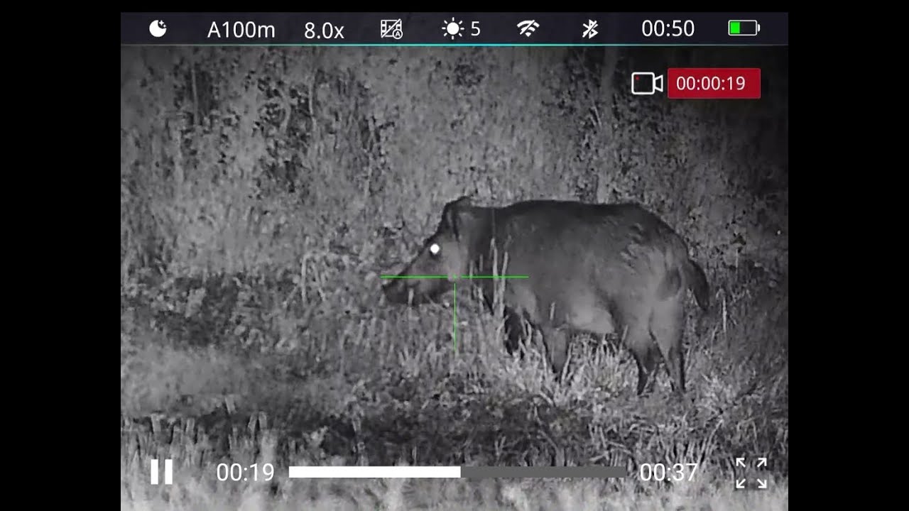 Polowanie na dziki-najlepsze z 2024/wild boar hunting-best in 2024-15/2025