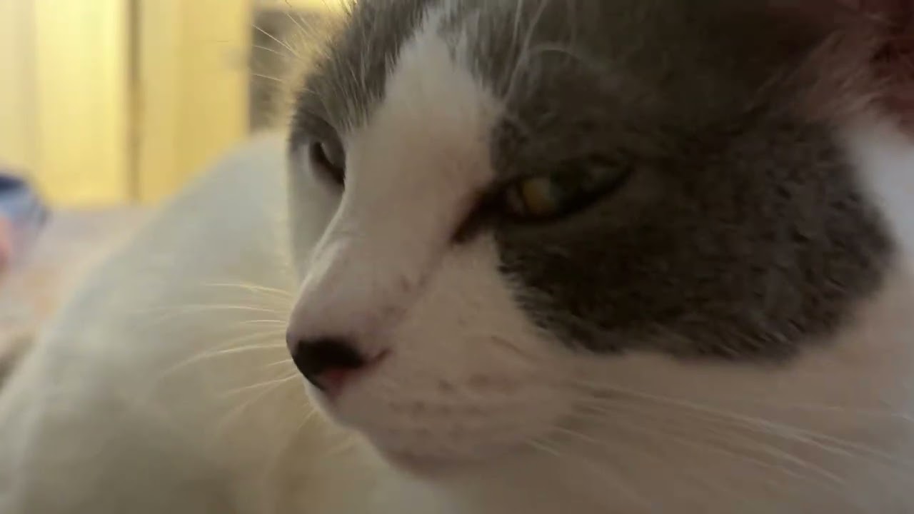Cat PURRS while gets ear rubs & head scratches 