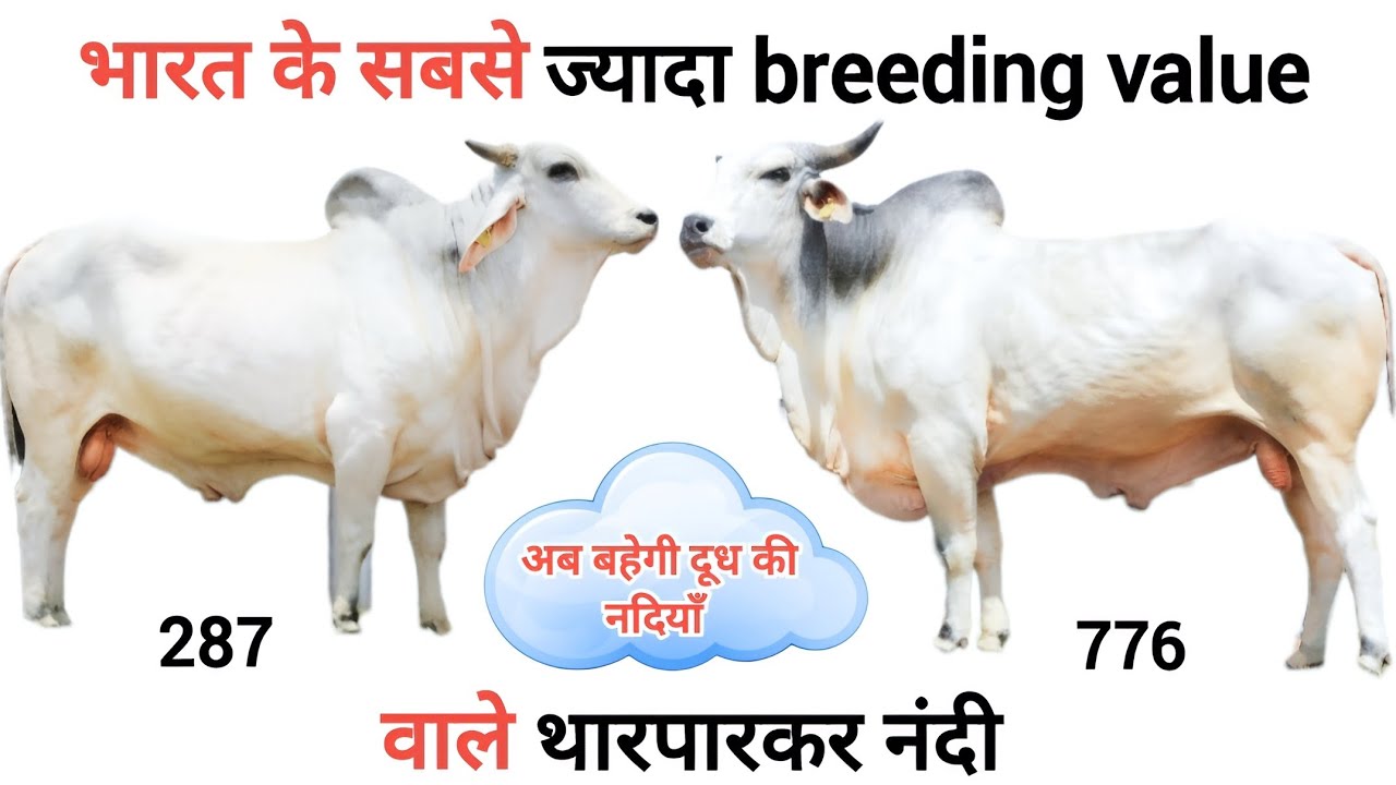 भारत के सबसे ज्यादा👍 breeding value वाले थारपारकर नंदी🔥| tharparkar bull latest video 👍