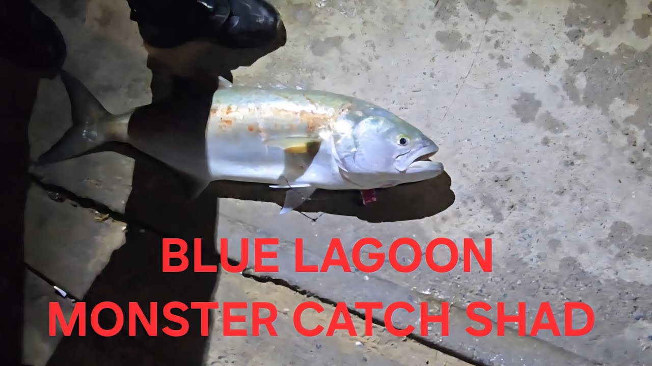 BLUE LAGOON MONSTER CATCH SOUTH AFRICA 