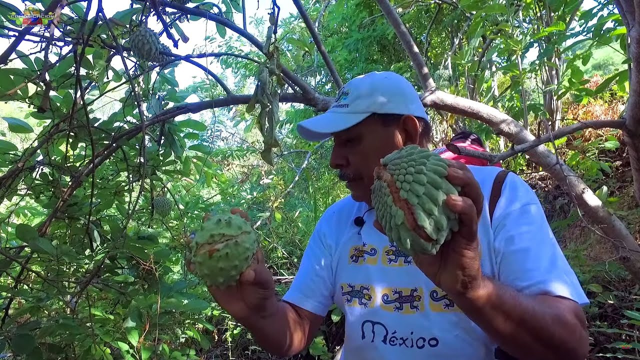 Cosechando ilamas