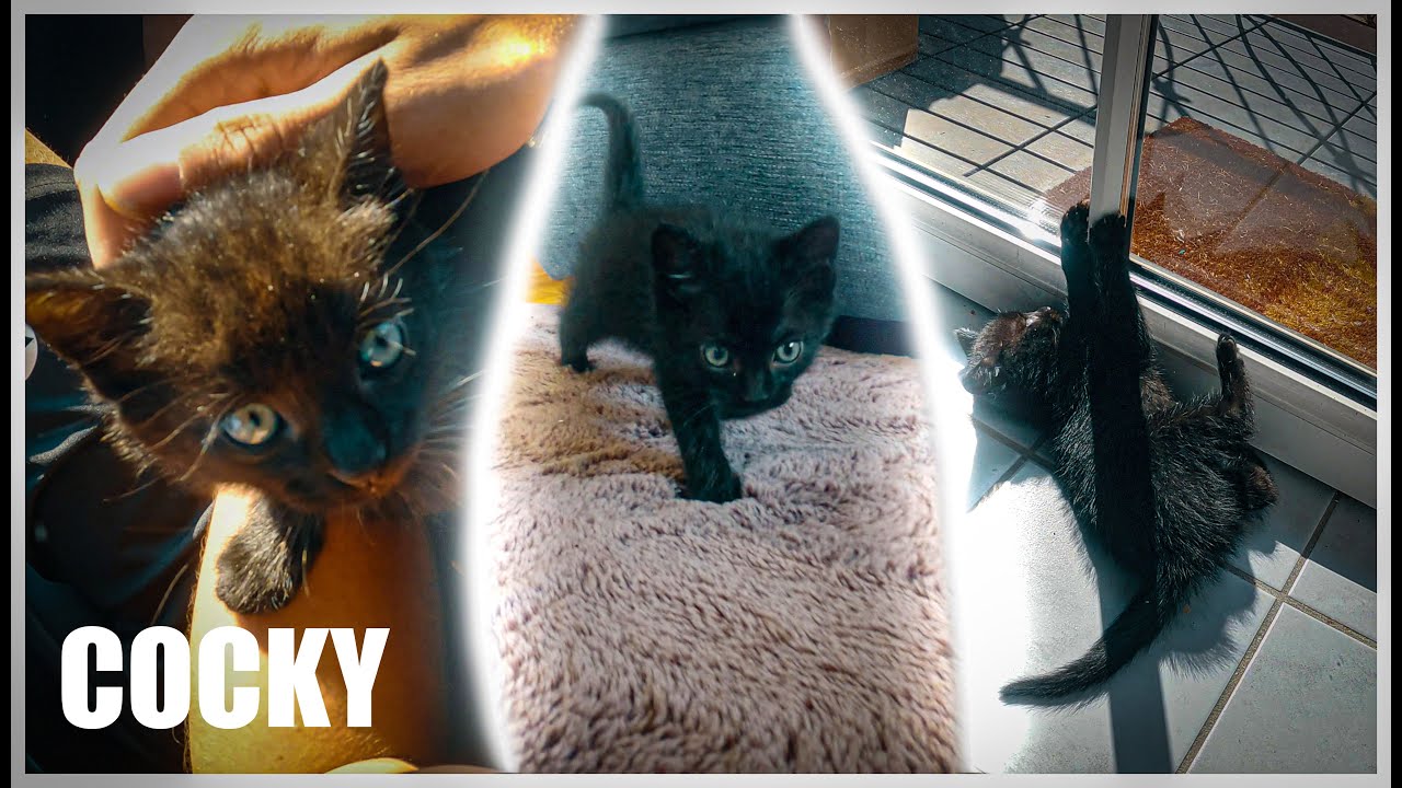 Unsere neue Katze! Gortnas Adventures #4