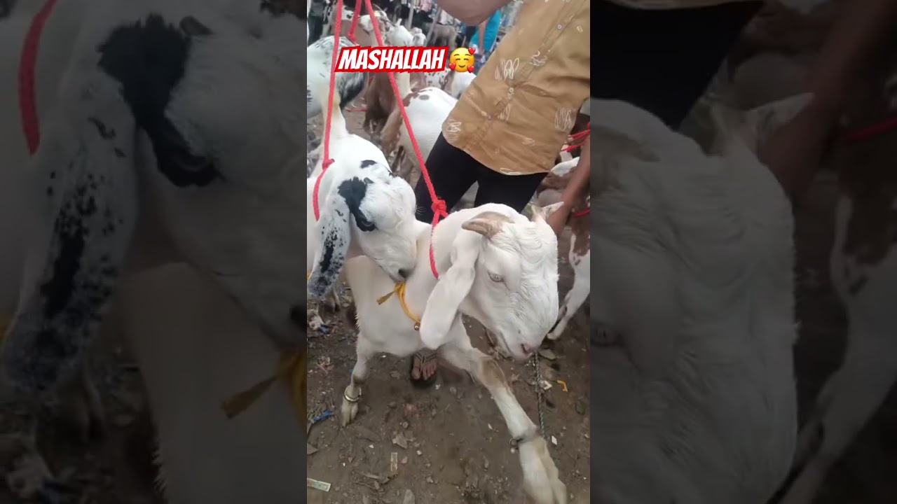 🤲EID MUBARAK TO ALL #muslman #bakraeid #bakra #love #muslim #viralshort #viralvideo #shorts #vlog