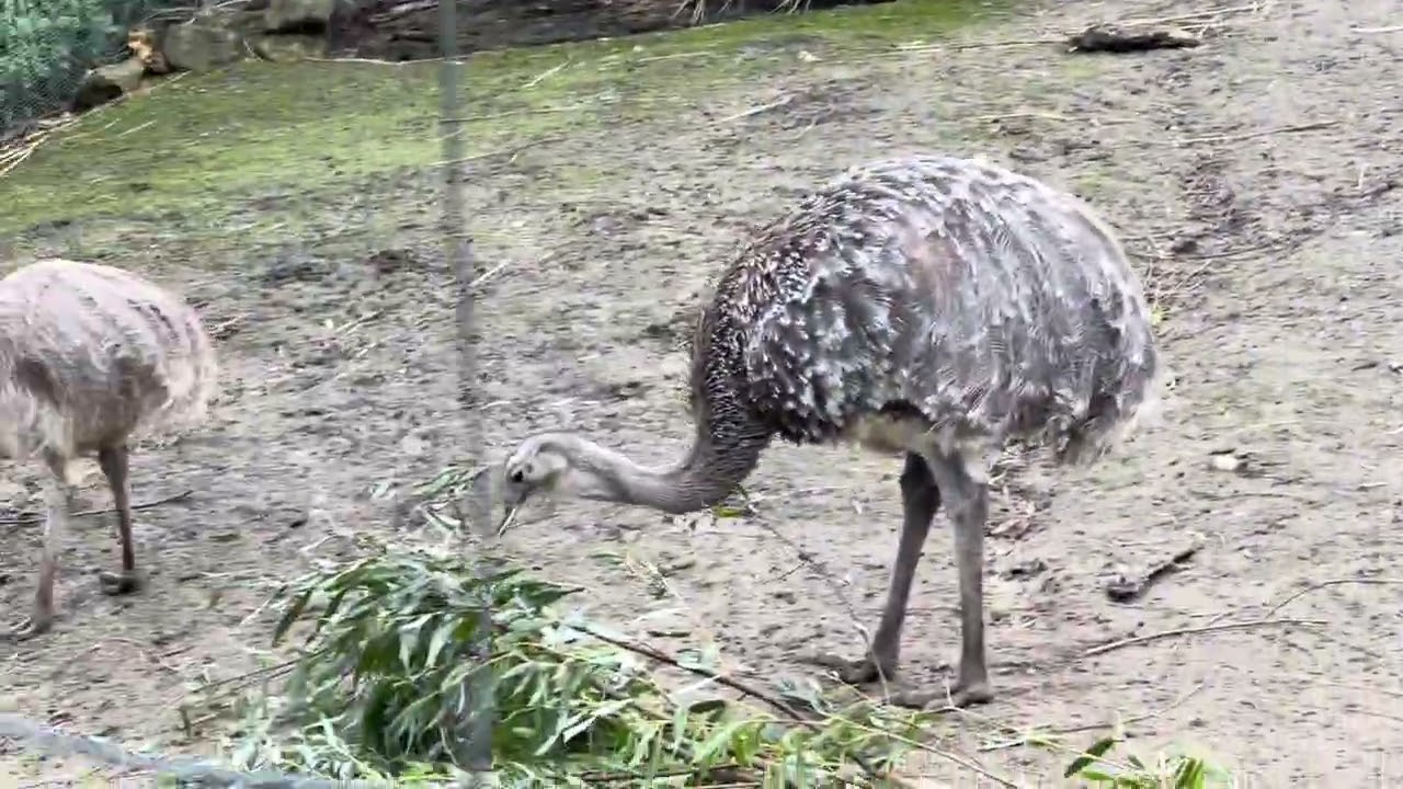 Lamas and Ostriches Eating