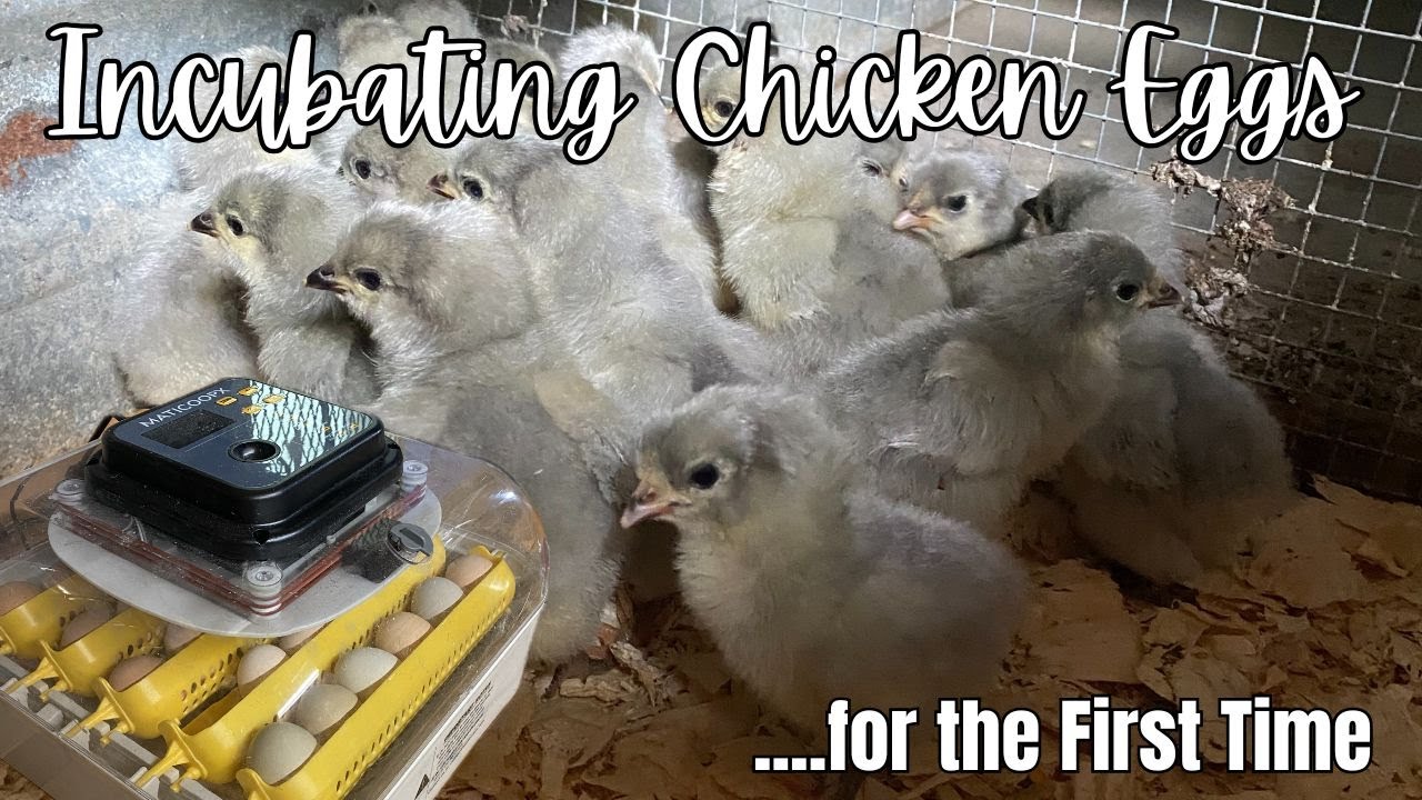 Incubating Chicken Eggs for the First Time