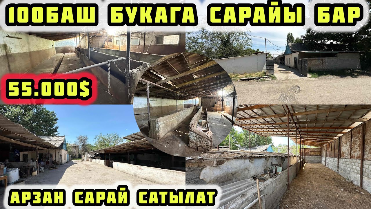 55.000$га ЧОН МАЛ САРАЙ САТЫЛАТ. 100баш БУКА БАТАТ. 15 сотых жери, үйү да бар.