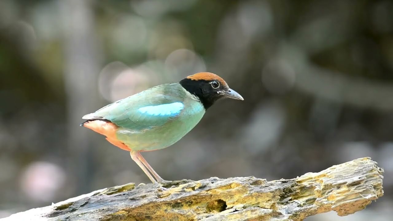 FairyPitta#shorts #BirdMigration#BirdsOfAsia