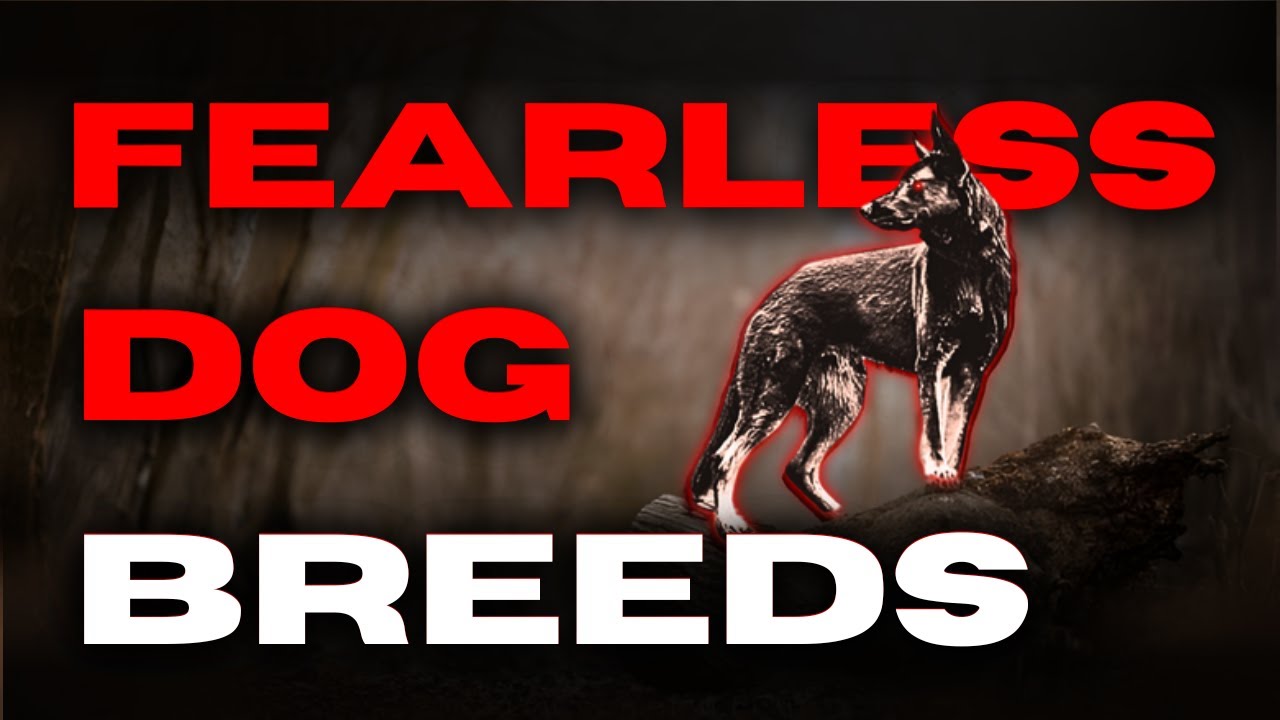 Top 10 Most Fearless Dog Breeds in the World 🐶🔥 | Brave & Bold Dogs You Must See! | Top 5ology