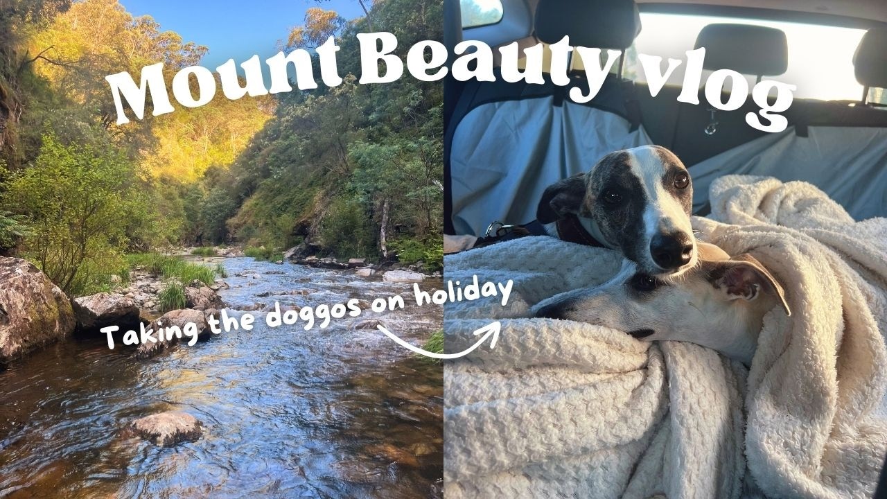 Taking Our Whippets to Mount Beauty! 🐕 Victoria High Country Travel Vlog