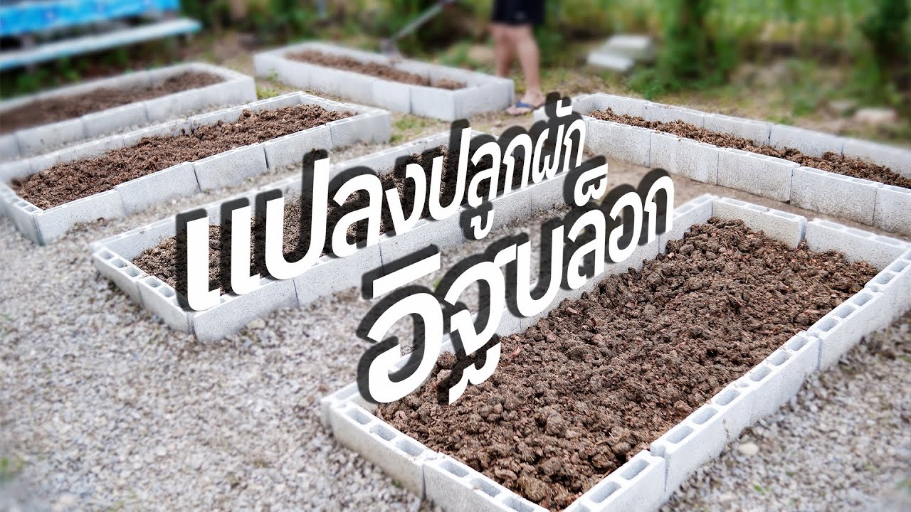 แปลงผักจากอิฐบล็อก | AORGANIC