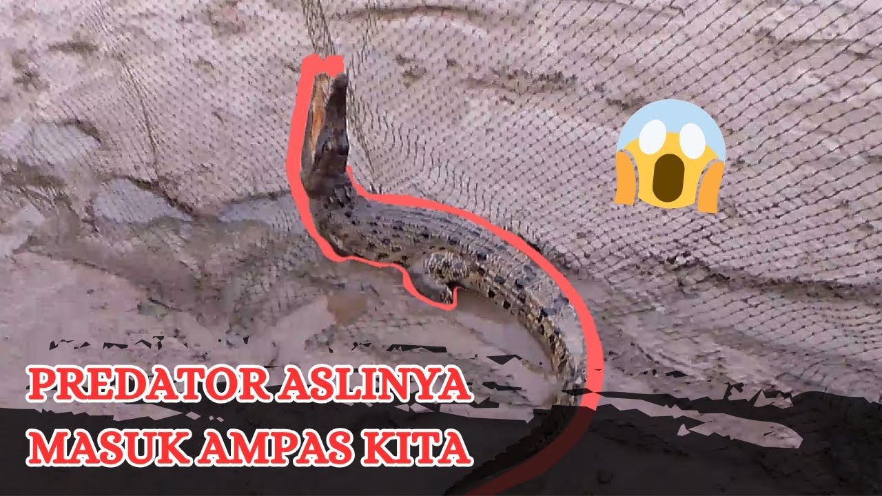 IKAN TAK SEBERAPA, ANAK PREDATOR MASUK JARING PULA -  TEKNIK MENGHADANG SUNGAI [JARING AMPAS]