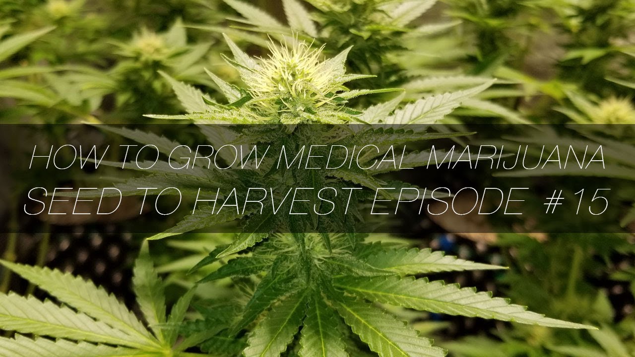 How to Grow Medical Marijuana Seed to Harvest E15 - WHITE WIDOW MAINLINE LOLLIPOP DEFOLIATION