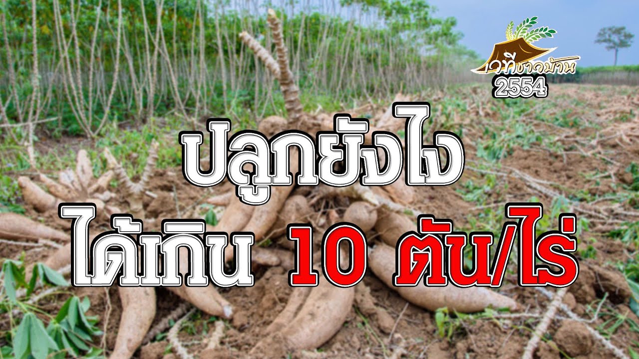 ปลูกมันยังไง ให้ได้เกิน 10 ตันต่อไร่