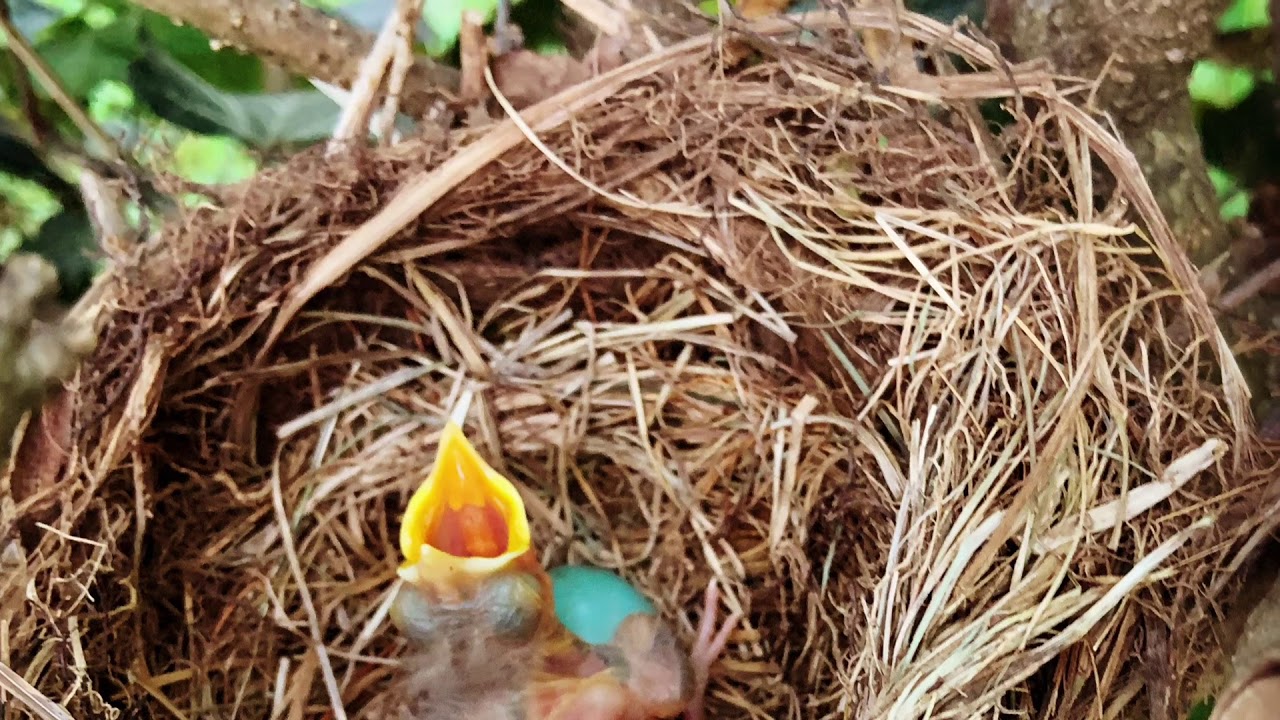 Baby bird in my backyard