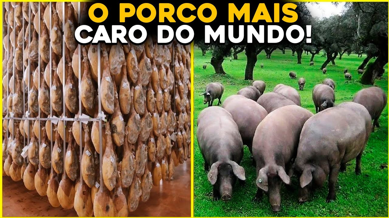 A INCRÍVEL CRIAÇÃO DOS PORCOS MAIS CAROS DO MUNDO