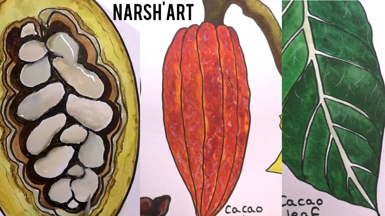 How to draw cacao bean, pod, leaf & flower - where chocolate comes from