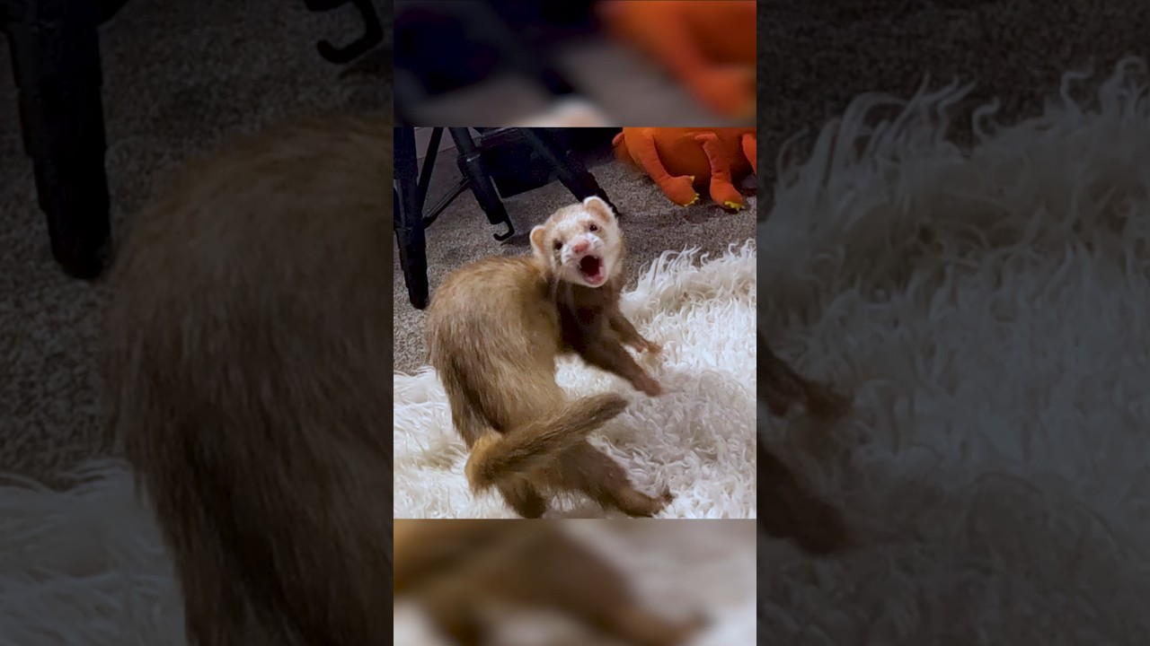 Before You Get Ferrets &ndash; Be Honest With Yourself