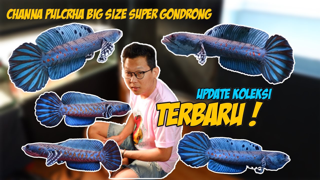 Update Koleksi Channa Terbaru sekaligus tips perawatan nya !
