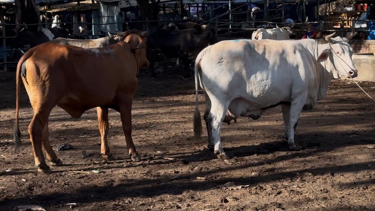 Vacas gordas para cuchillo en el Tiangue 