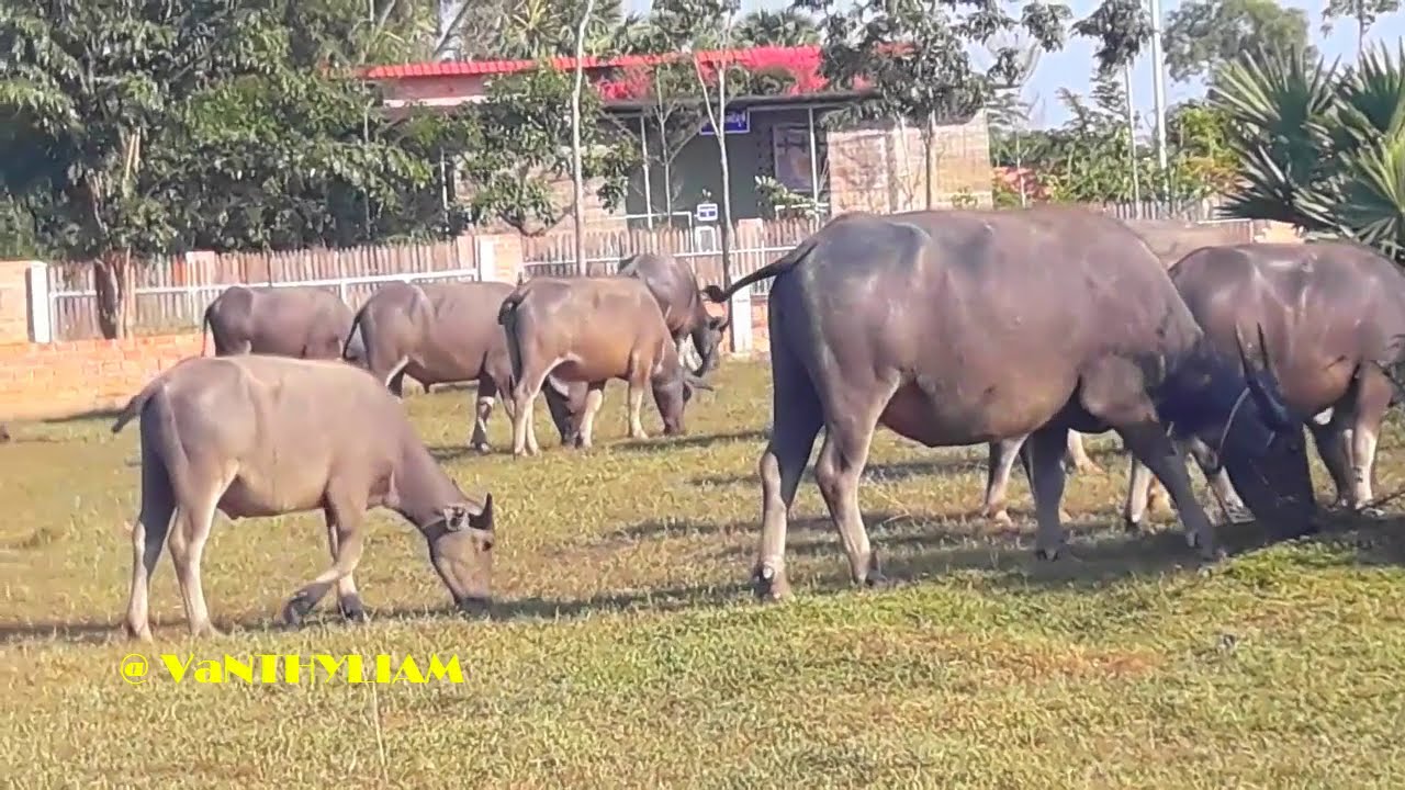 Fantastic ! The  Herd of Water Buffaloes  Present  in Svay Thom  North  Way,Wonderful Buffaloes