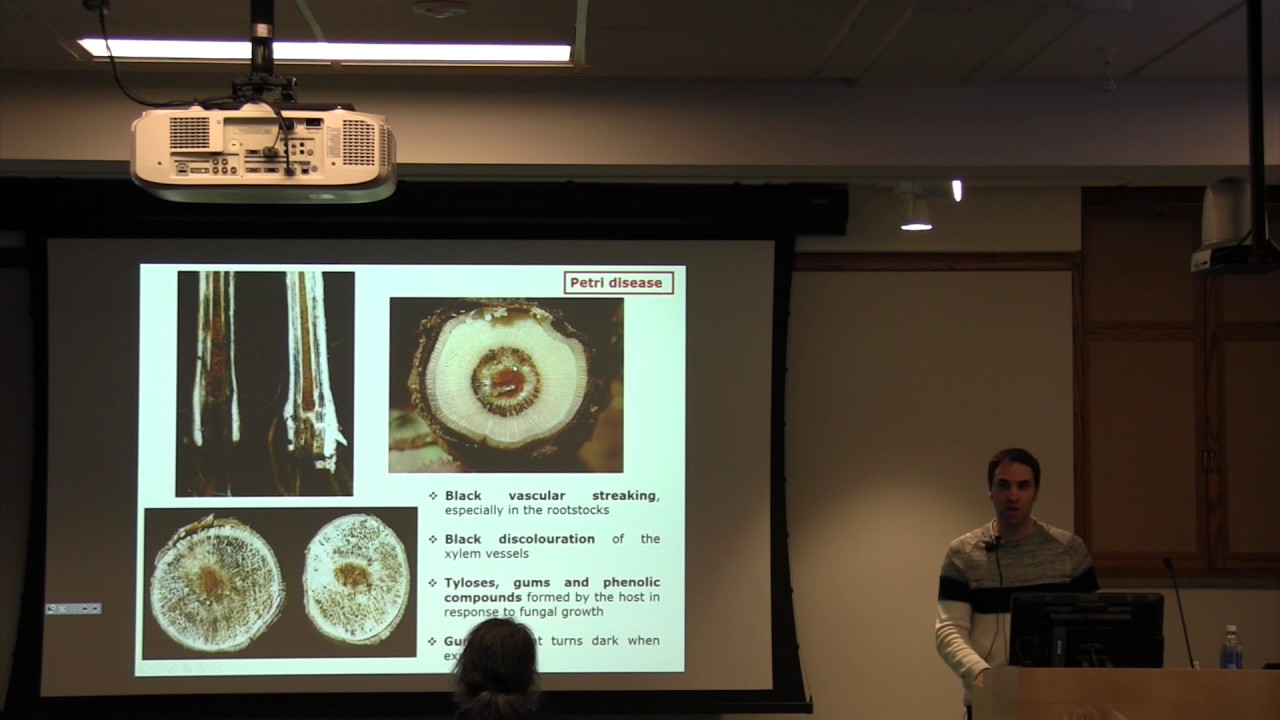 David Gramaje: Fungal trunk diseases: a global threat to grapevine health