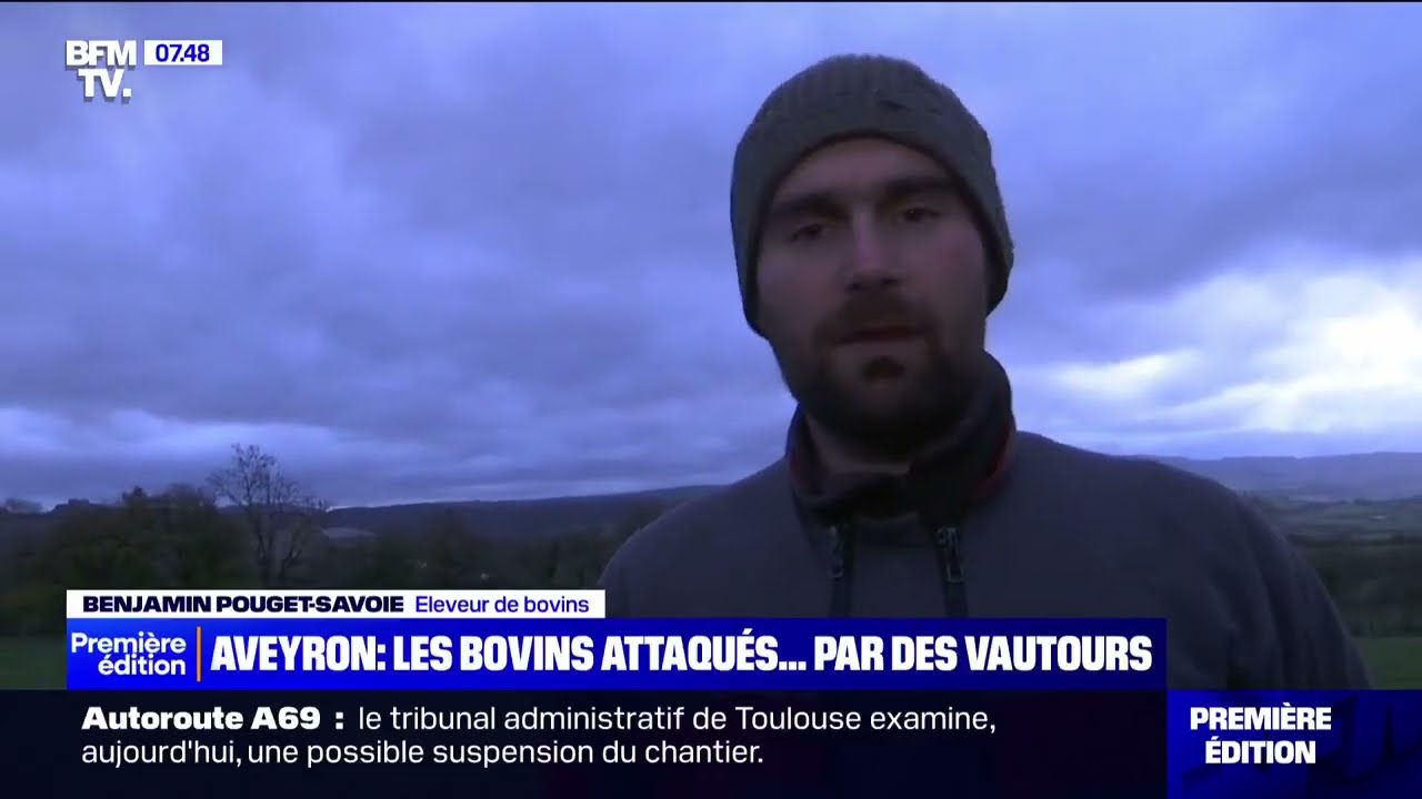 Les vautours attaques, les tirs d'éffarouchement ne suffiront pas pour JA !