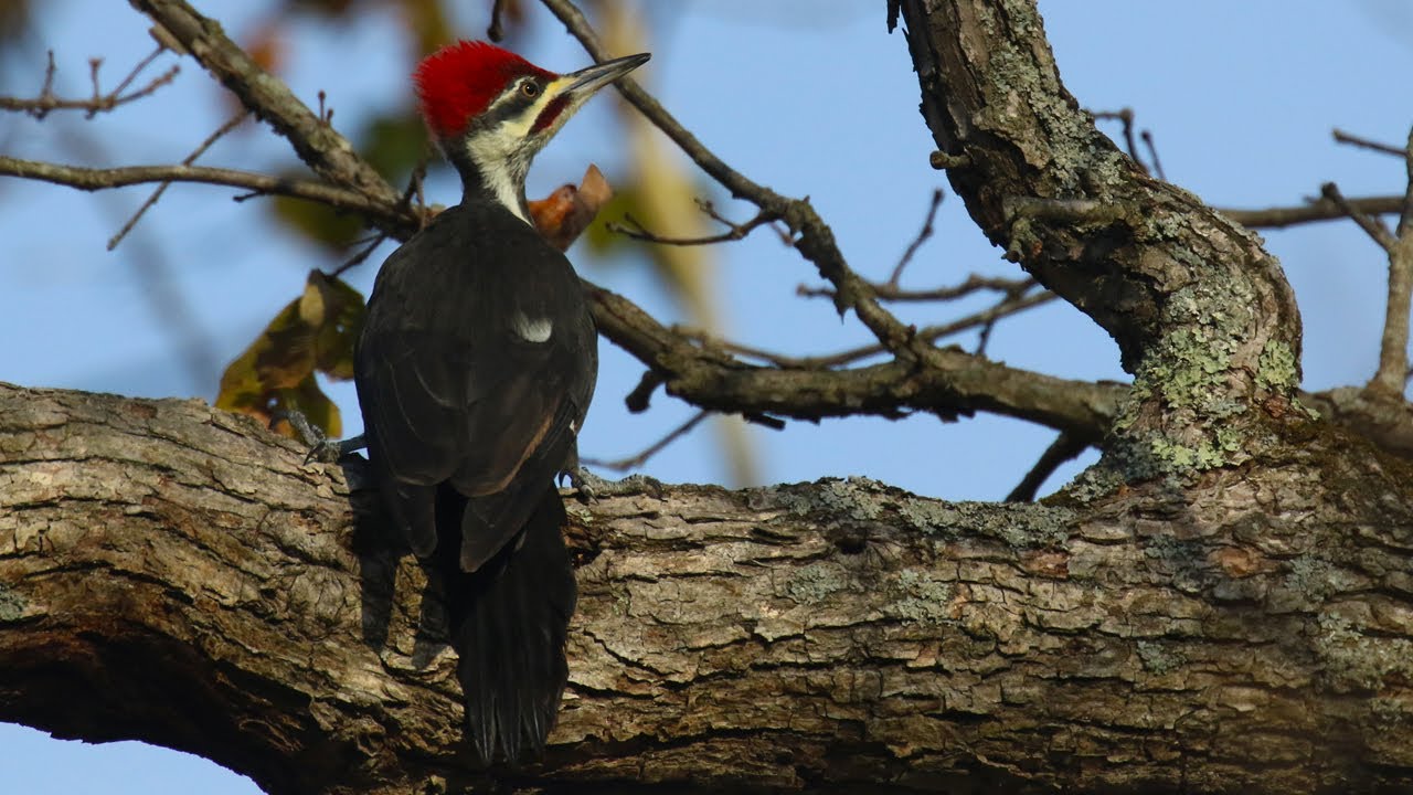 The Pileated Woodpecker