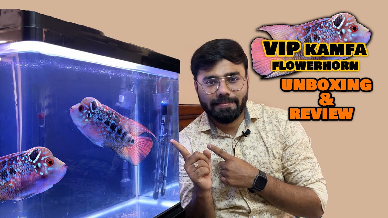 Unboxing!! New VIP Kamfa Flowerhorn Fish | தமிழ் | Prasanth 360