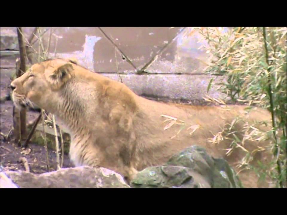 Lion and Cubs - Diergaarde Blijdorp - Rotterdam