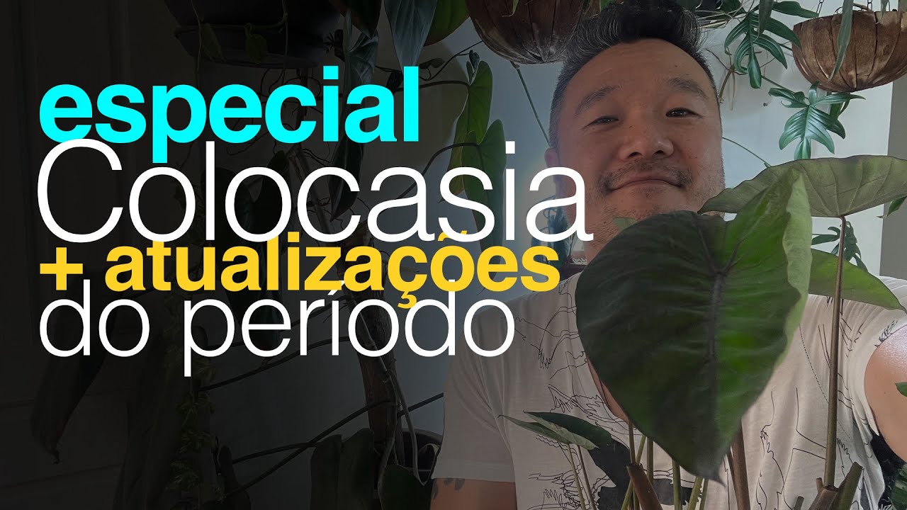 Especial Colocasia - Dicas Detalhadas de Cultivo | Jardineiros Urbanos por Flay