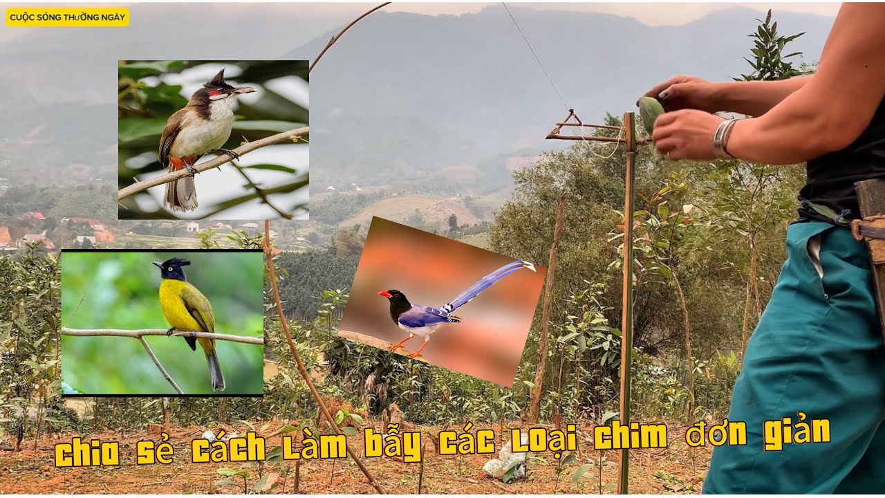 Bẫy chim ăn quả của anh em miền núi đơn giản mà hiệu quả#taybacquetoi #| CUỘC SỐNG THƯỜNG NGÀY