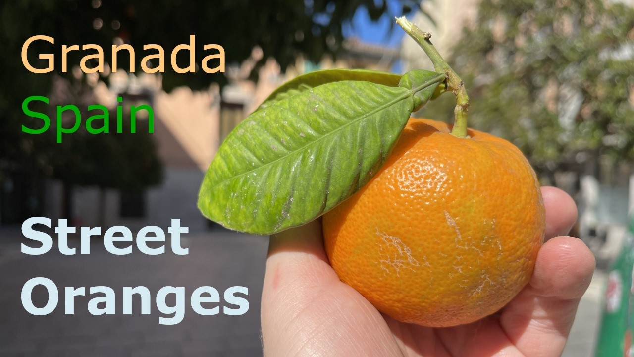 Street Oranges - Granada Spain